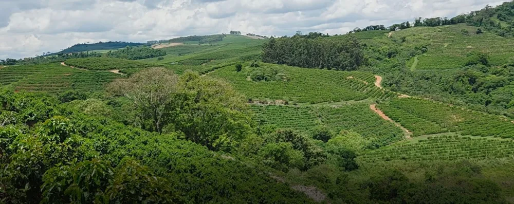 Fazenda, 196 hectares - Foto 2