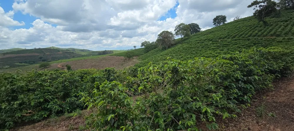 Fazenda, 196 hectares - Foto 6