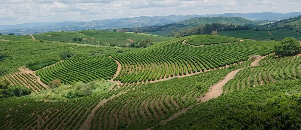 Fazenda, 196 hectares - Foto 8