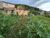 Terreno, 200 m² - Foto 2
