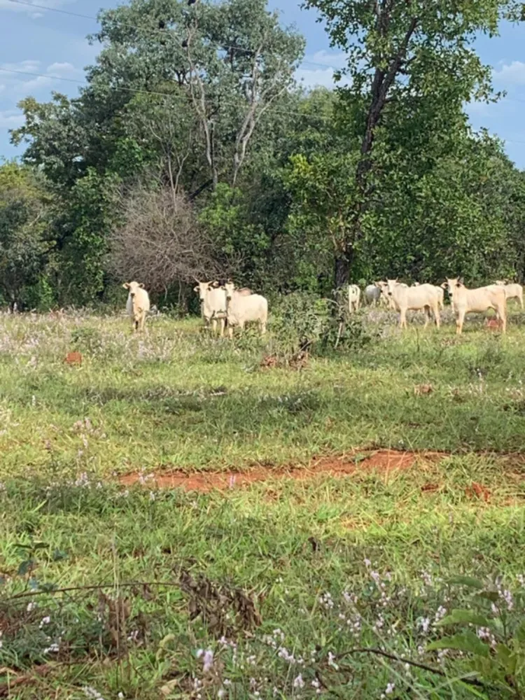 Fazenda, 640 hectares - Foto 9