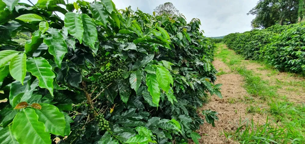 Fazenda, 48 hectares - Foto 1