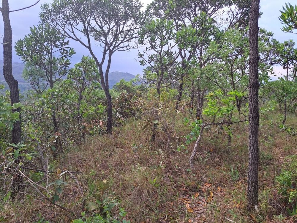 Terreno à venda, 5000m² - Foto 10