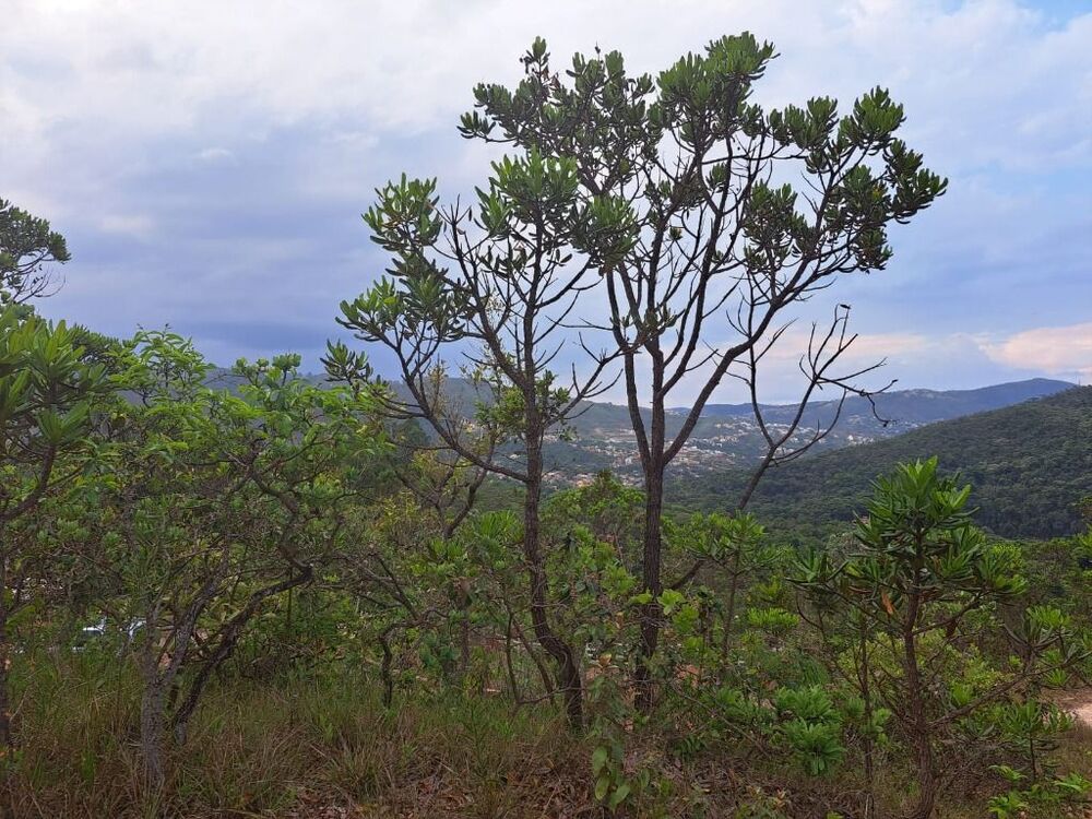 Terreno à venda, 5000m² - Foto 9
