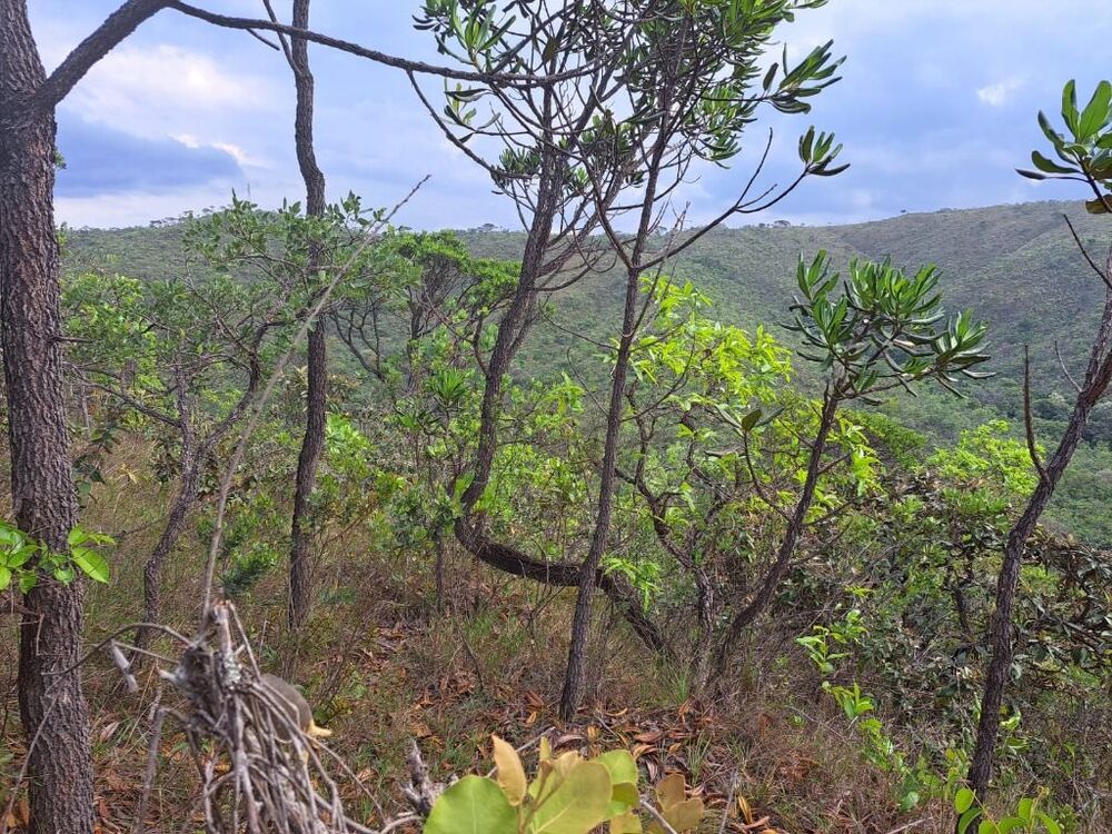 Terreno à venda, 5000m² - Foto 5