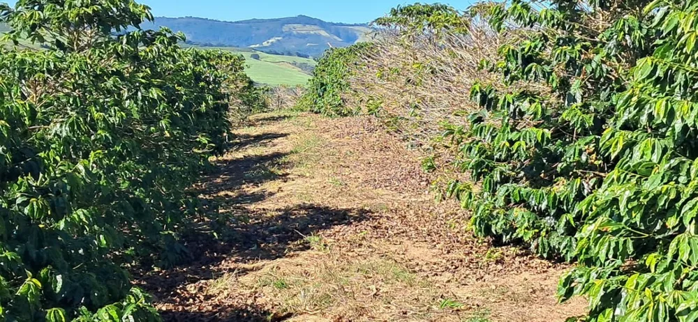 Fazenda, 44 hectares - Foto 7