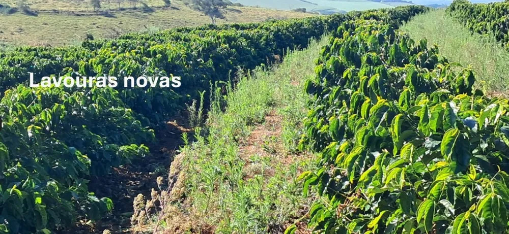 Fazenda, 44 hectares - Foto 9
