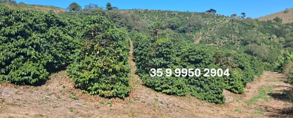 Fazenda, 44 hectares - Foto 3