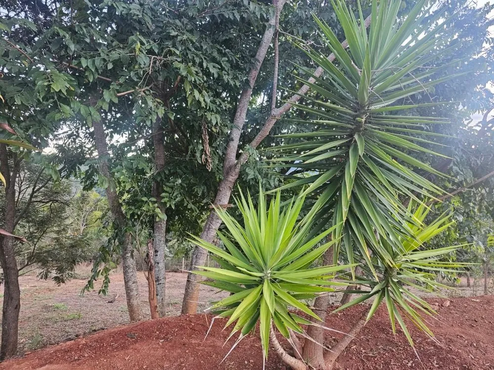 Chácara, 4 quartos - Foto 10