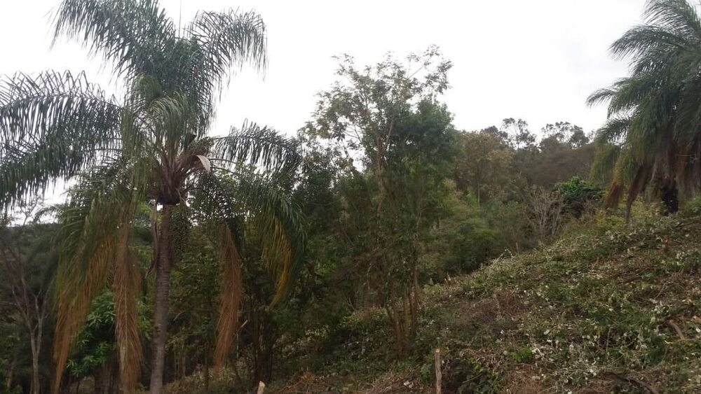 Terreno à venda, 2529m² - Foto 7