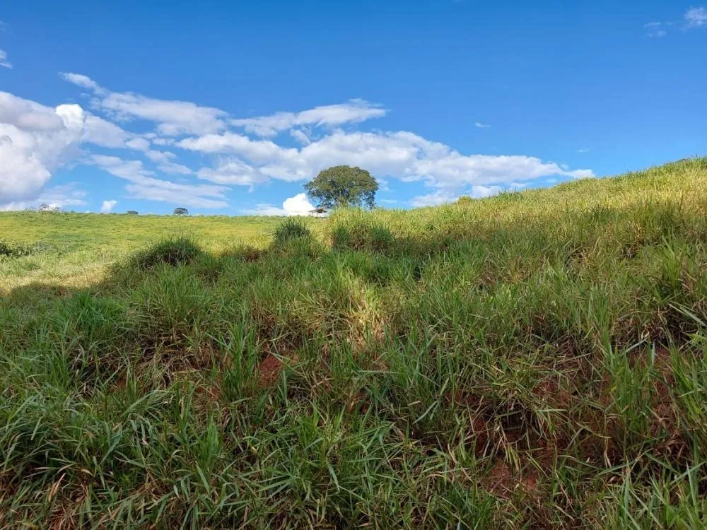 Fazenda, 145 hectares - Foto 6