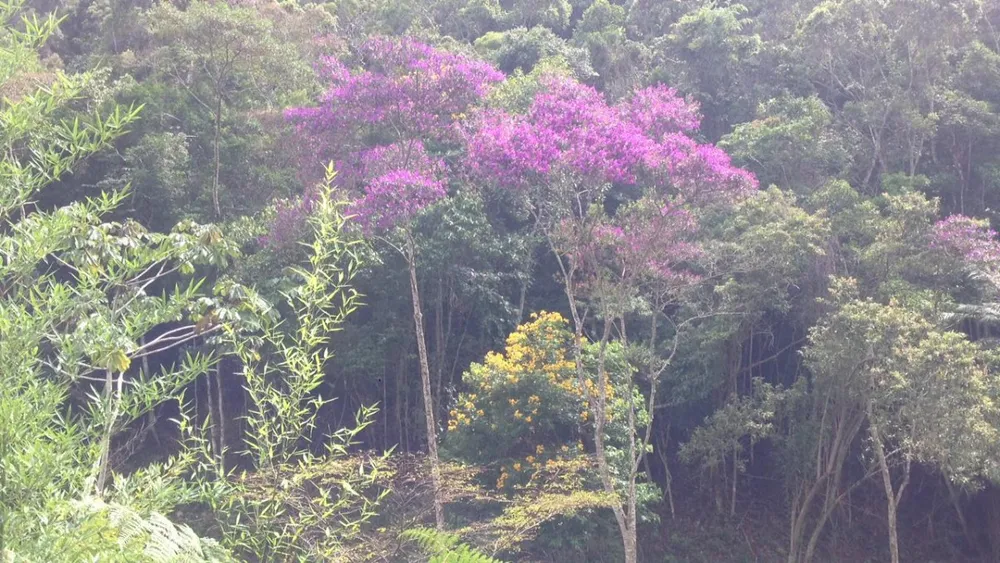 Chácara, 1 quarto, 11 hectares - Foto 7