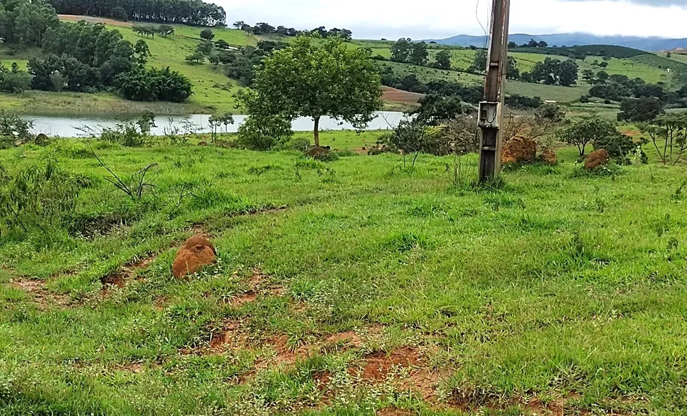 Fazenda, 95 hectares - Foto 2