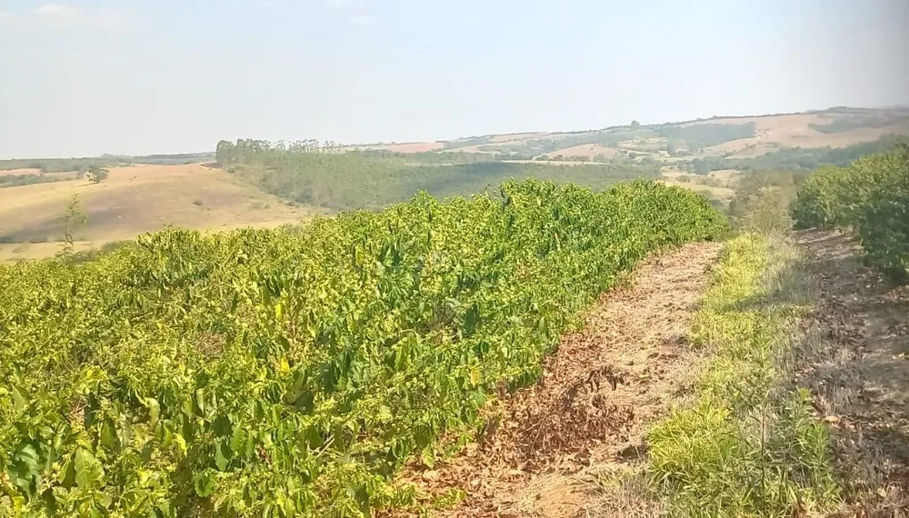 Fazenda, 420 hectares - Foto 8