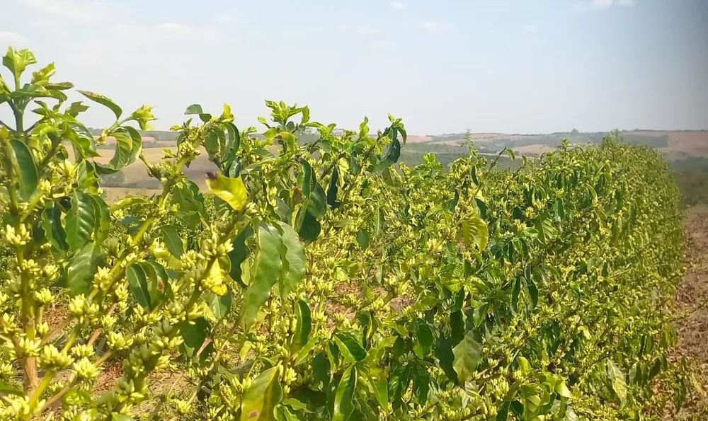 Fazenda, 420 hectares - Foto 10