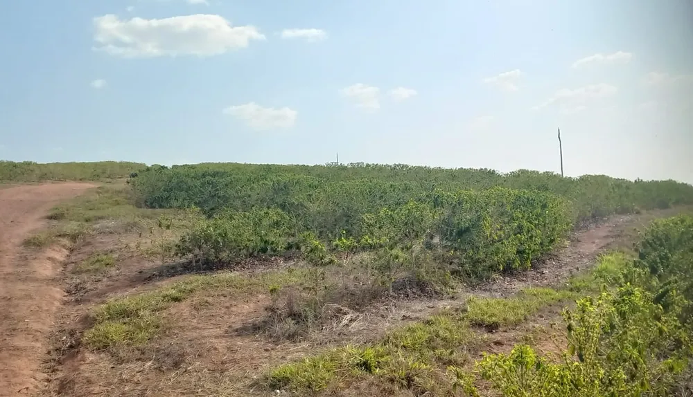 Fazenda, 420 hectares - Foto 11