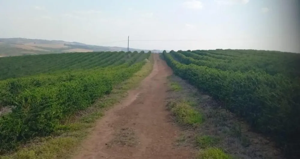 Fazenda, 420 hectares - Foto 4