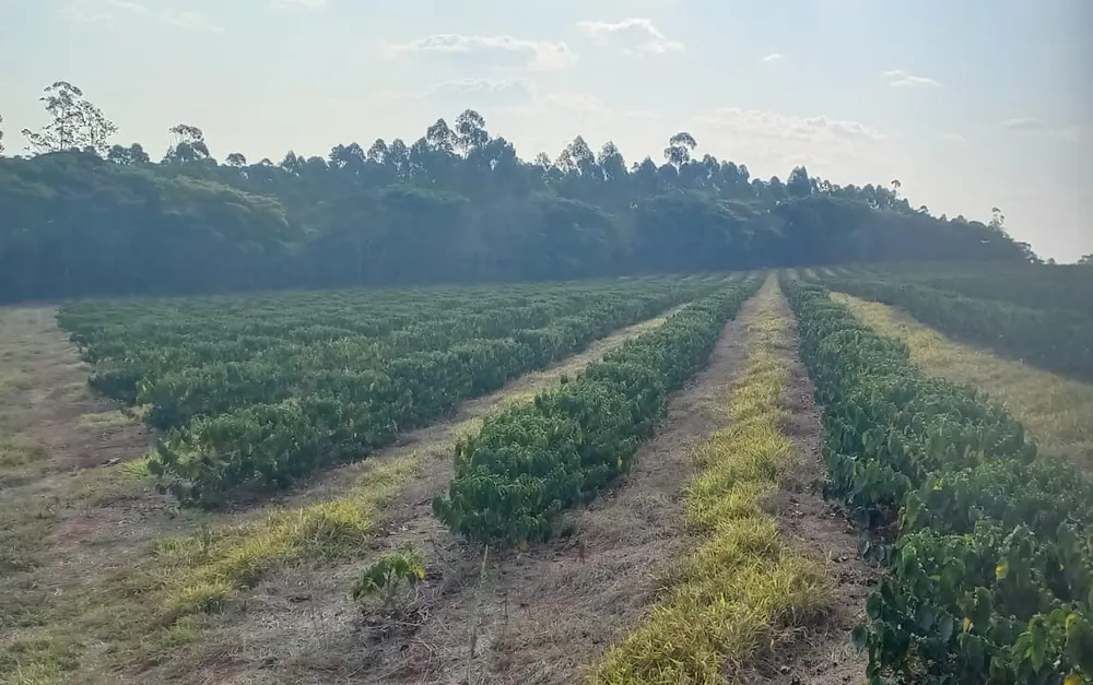 Fazenda, 420 hectares - Foto 3