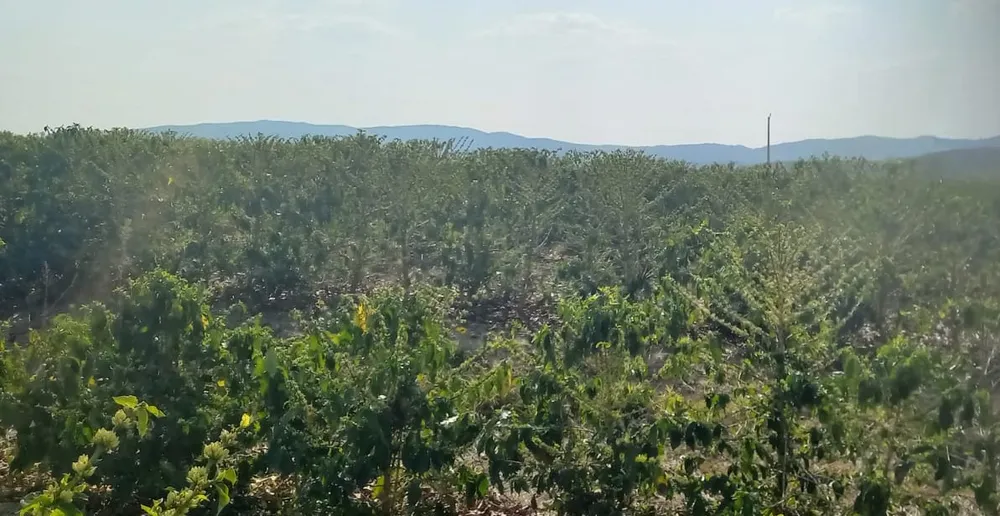 Fazenda, 420 hectares - Foto 12