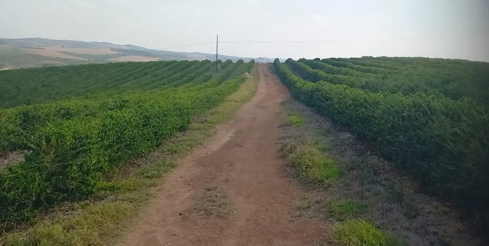 Fazenda, 420 hectares - Foto 3