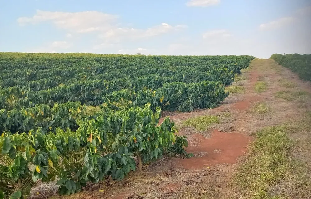 Fazenda, 420 hectares - Foto 6