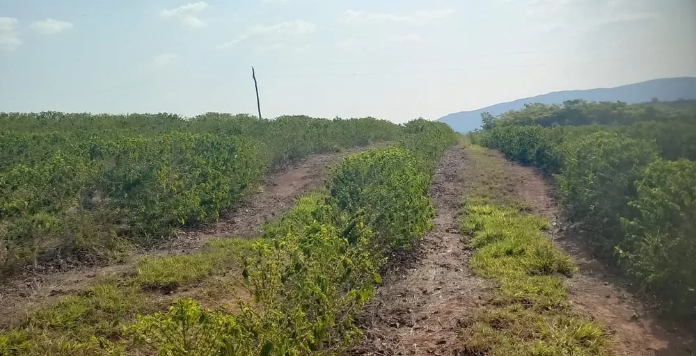 Fazenda, 420 hectares - Foto 6