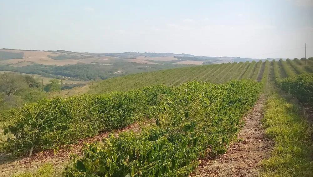 Fazenda, 420 hectares - Foto 15