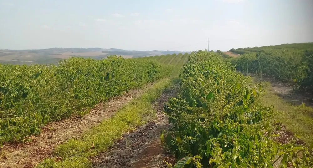 Fazenda, 420 hectares - Foto 1