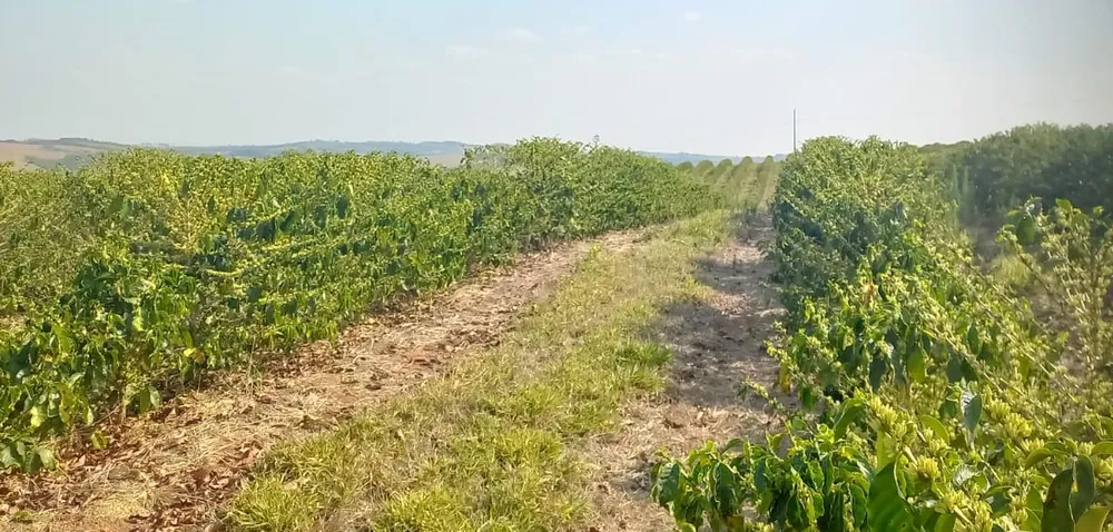 Fazenda, 420 hectares - Foto 9