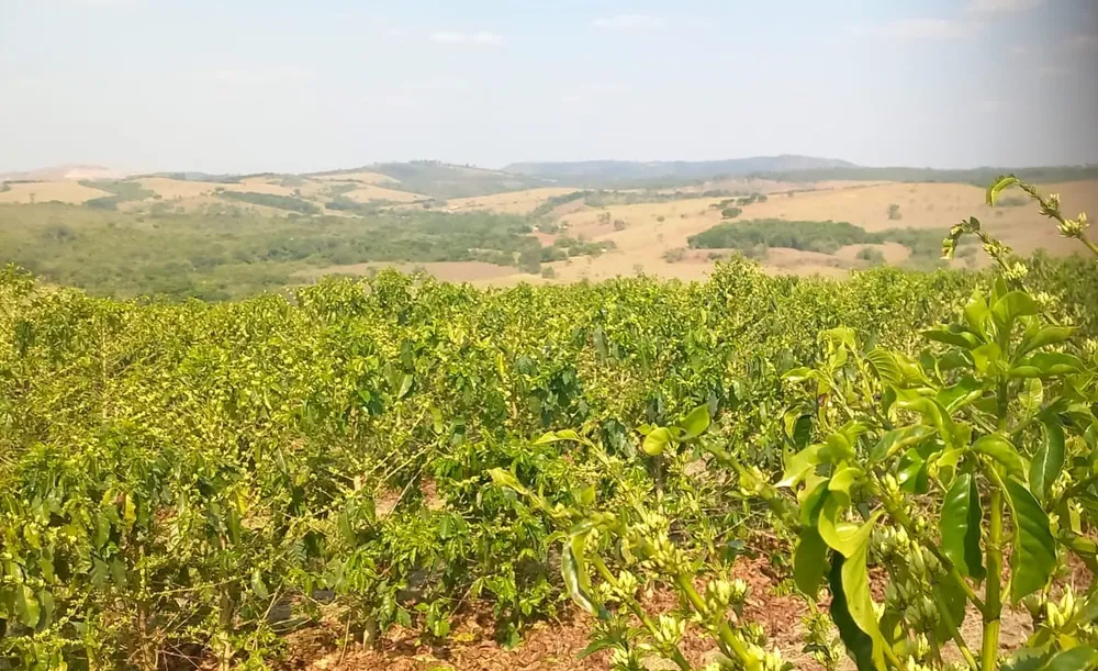 Fazenda, 420 hectares - Foto 7
