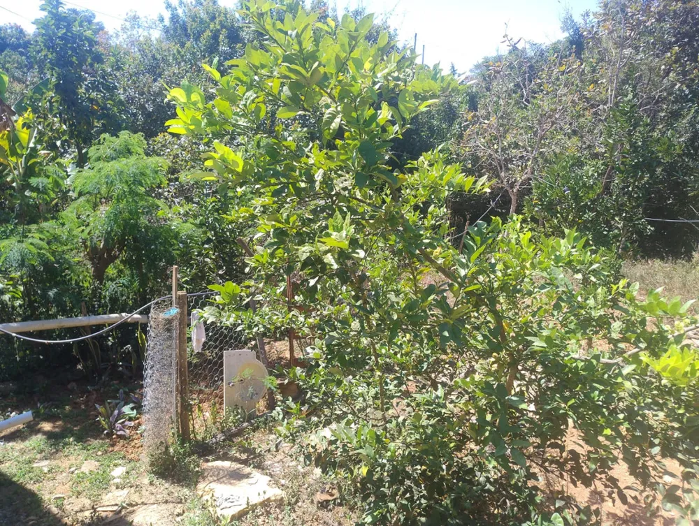 Chácara, 3 quartos - Foto 11