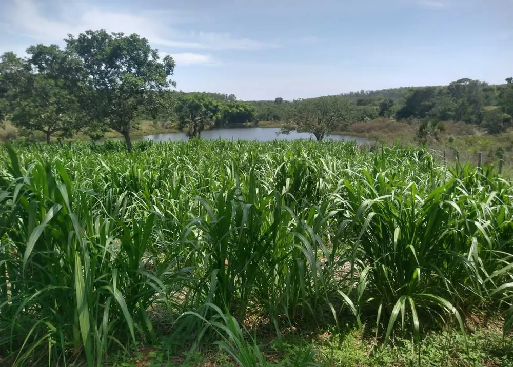 Fazenda, 987 hectares - Foto 5