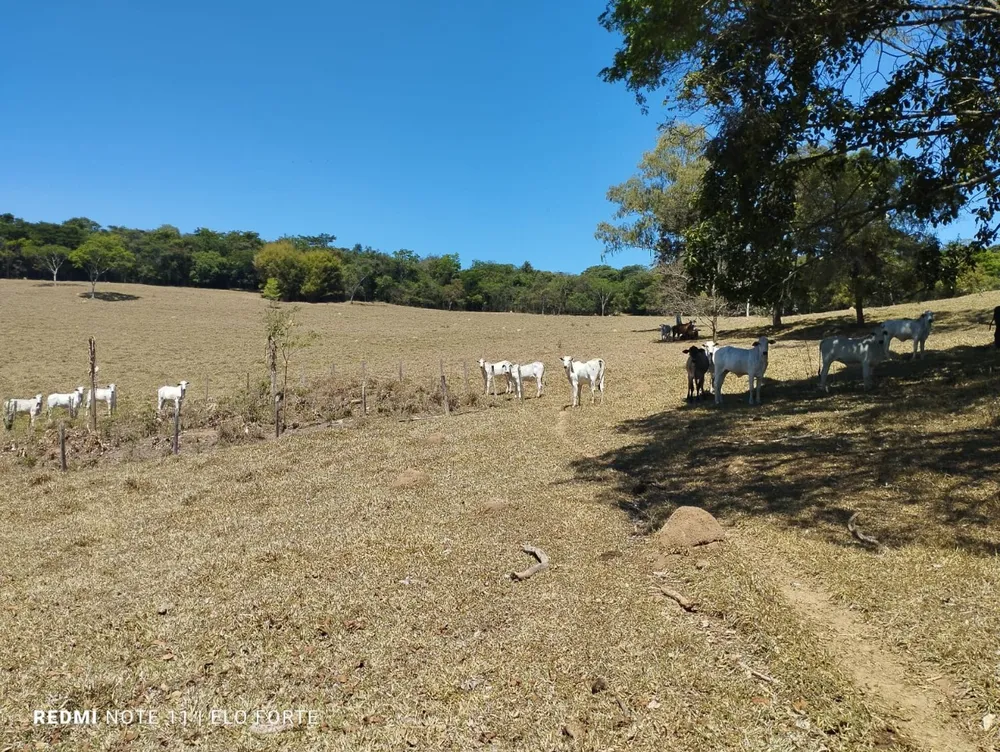 Fazenda, 60 hectares - Foto 7