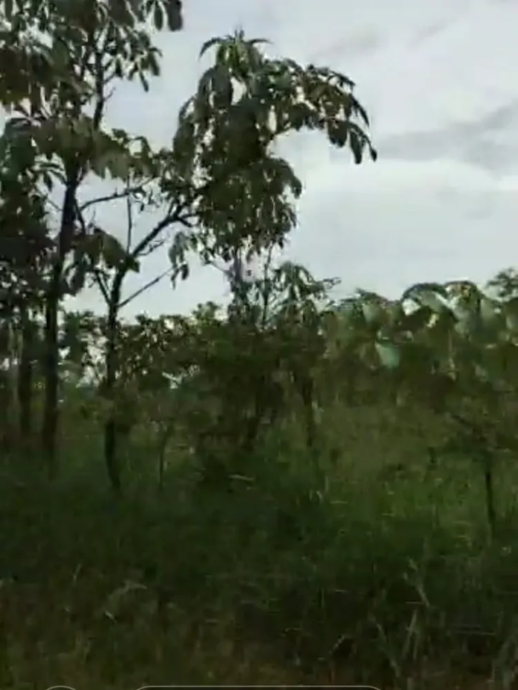Fazenda, 1 quarto - Foto 7