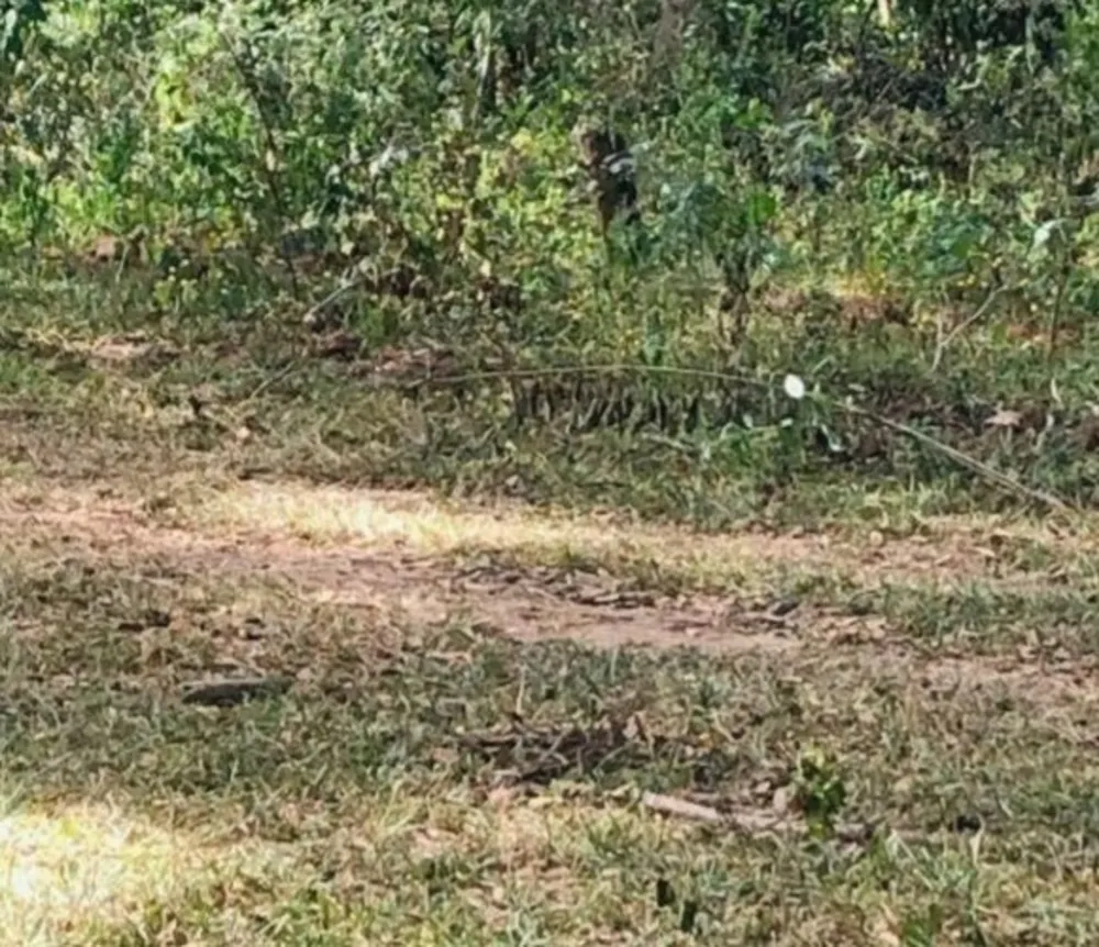 Fazenda, 1 quarto - Foto 8