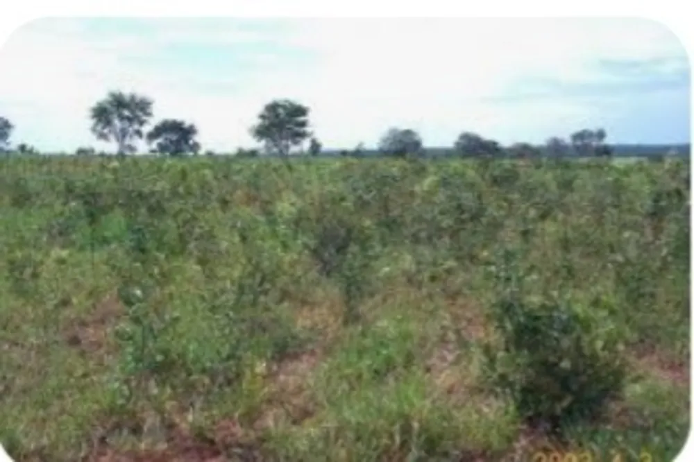 Fazenda, 1 quarto - Foto 6