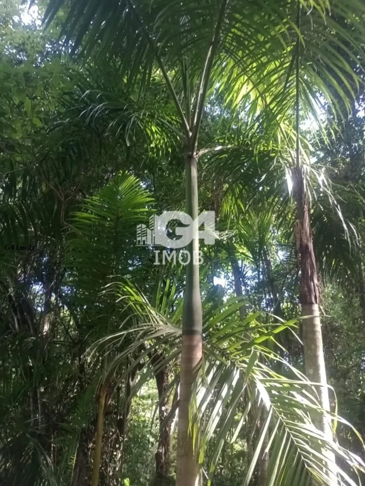 Terreno, 4 hectares - Foto 10