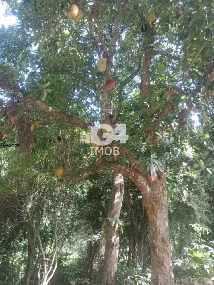 Terreno, 4 hectares - Foto 7