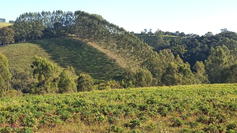 Fazenda, 182 hectares - Foto 15