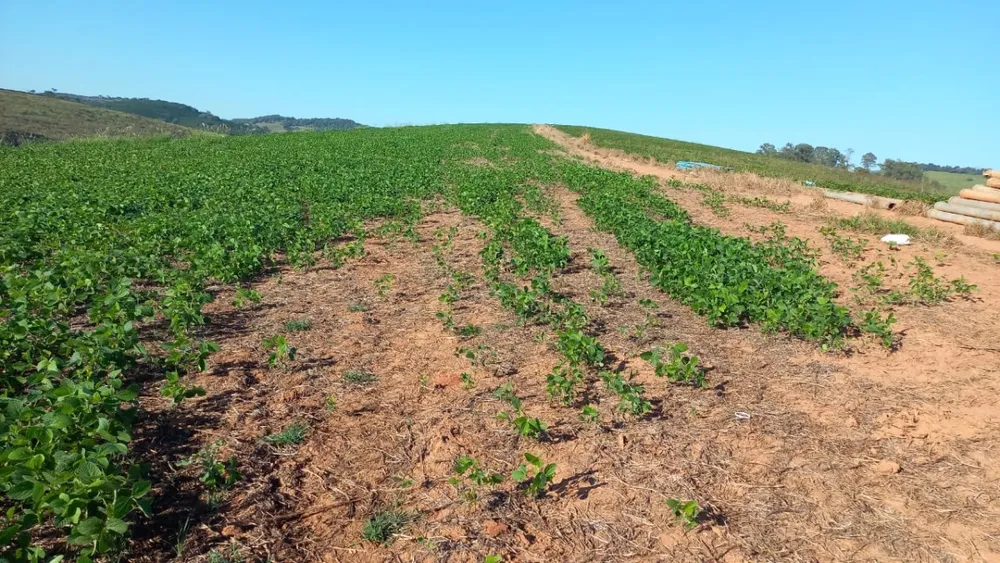Fazenda, 182 hectares - Foto 7