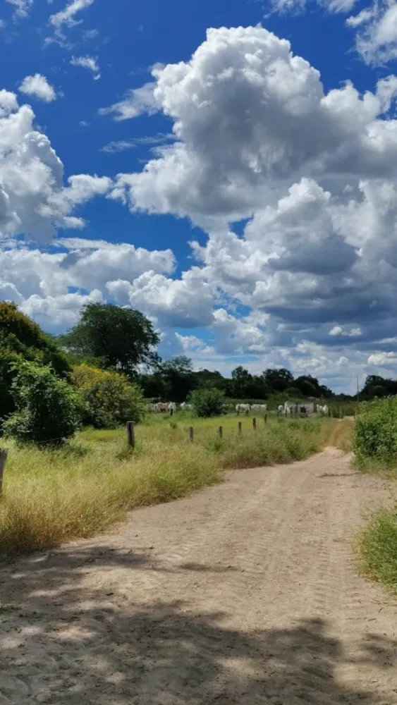 Terreno, 1000 hectares - Foto 4