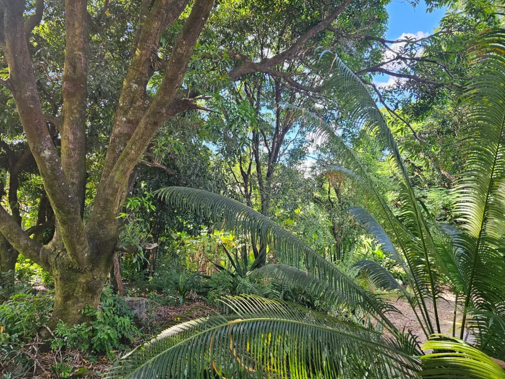 Chácara, 3 quartos, 5200 m² - Foto 7