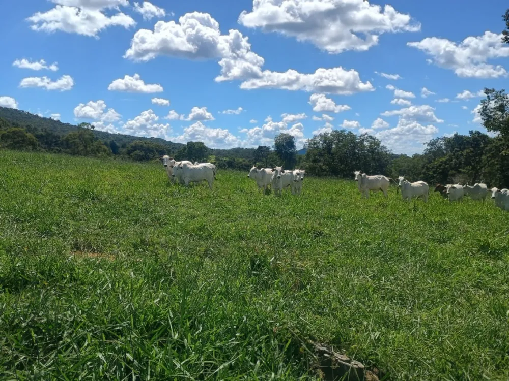 Fazenda, 1 quarto - Foto 9