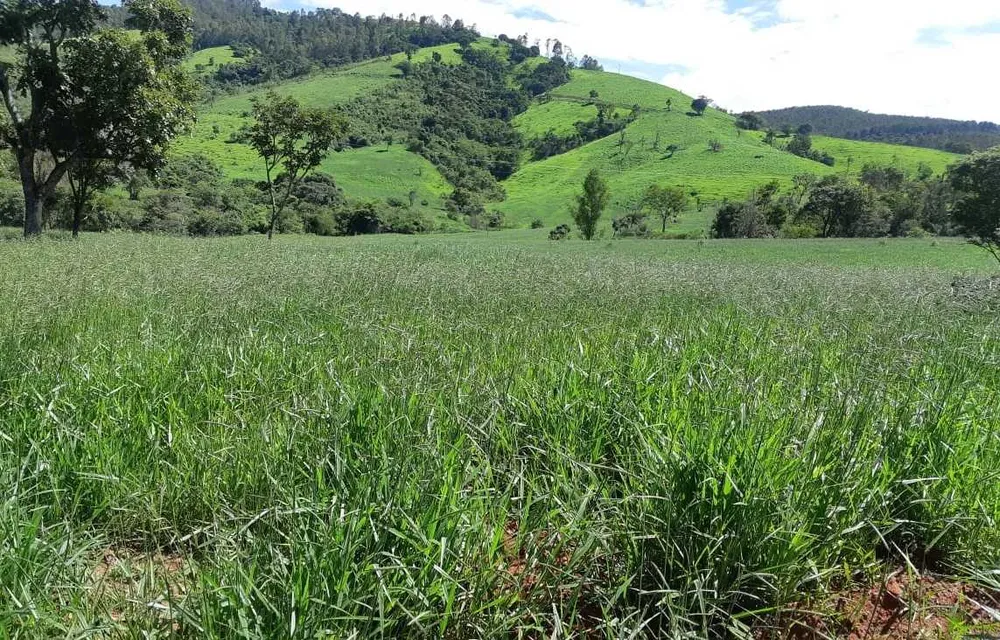Fazenda, 411 hectares - Foto 4