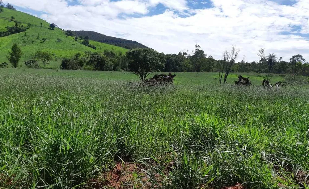Fazenda, 411 hectares - Foto 8