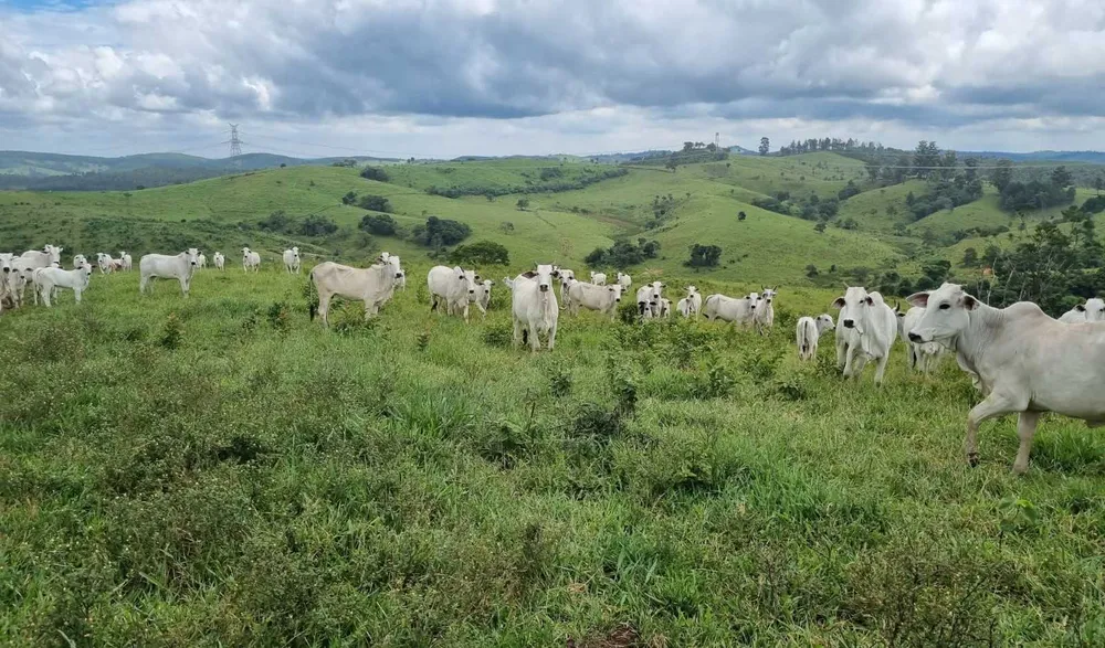 Fazenda, 411 hectares - Foto 12