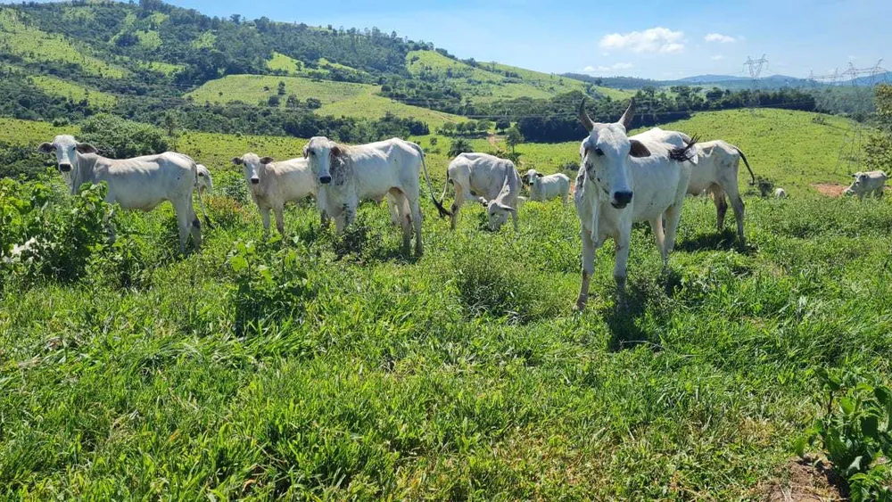 Fazenda, 411 hectares - Foto 19