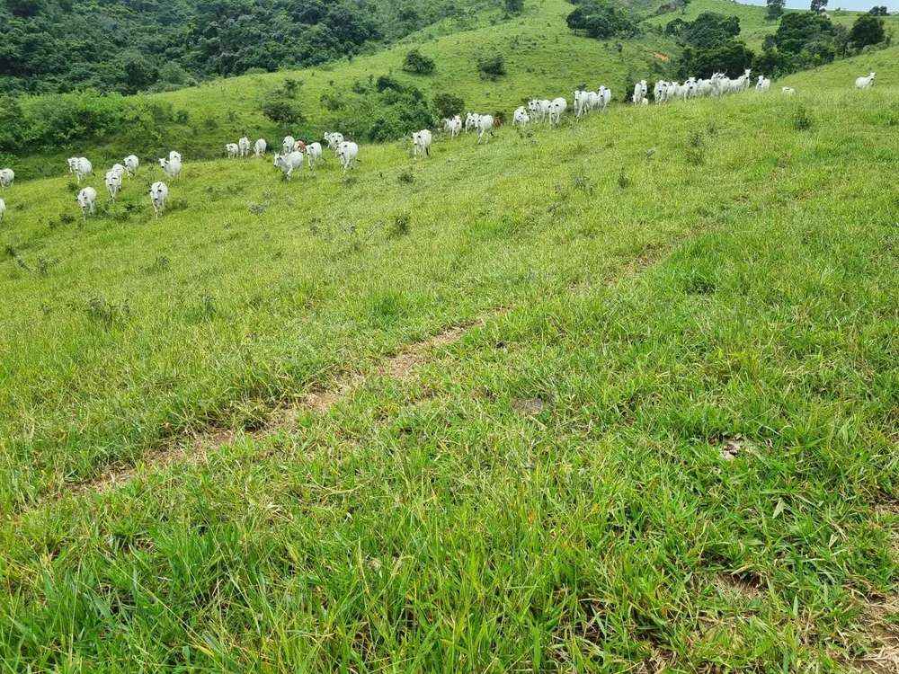 Fazenda, 411 hectares - Foto 20