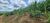 Fazenda, 85 hectares - Foto 2