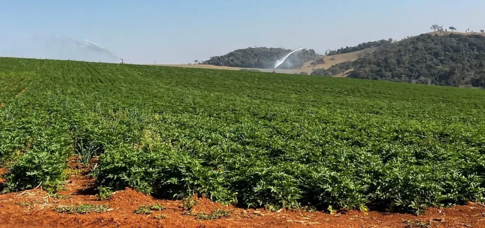 Fazenda, 313 hectares - Foto 1